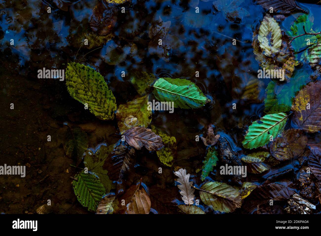 High angle shot of dried leaves in a pond in autumn - perfect for ...