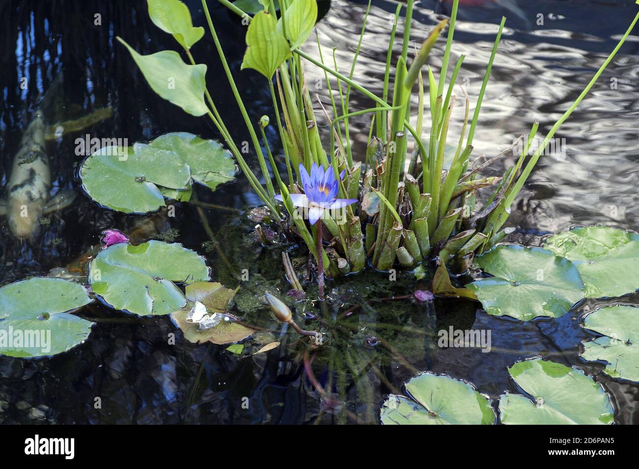 Israel, Izrael, ישראל; A pond, a small pond with a blue water lily. Ein Teich, ein kleiner Teich mit einer blauen Seerose. בריכה עם שושן מים כחול. 白睡莲 Stock Photo