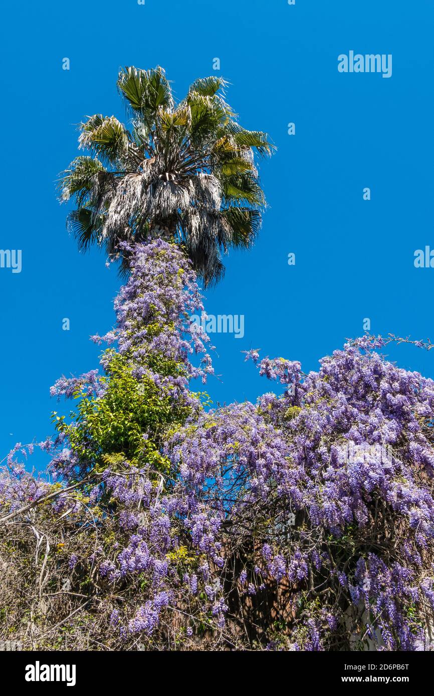 A fast growing Wisteria climbing vine growing up a palm tree. Stock Photo