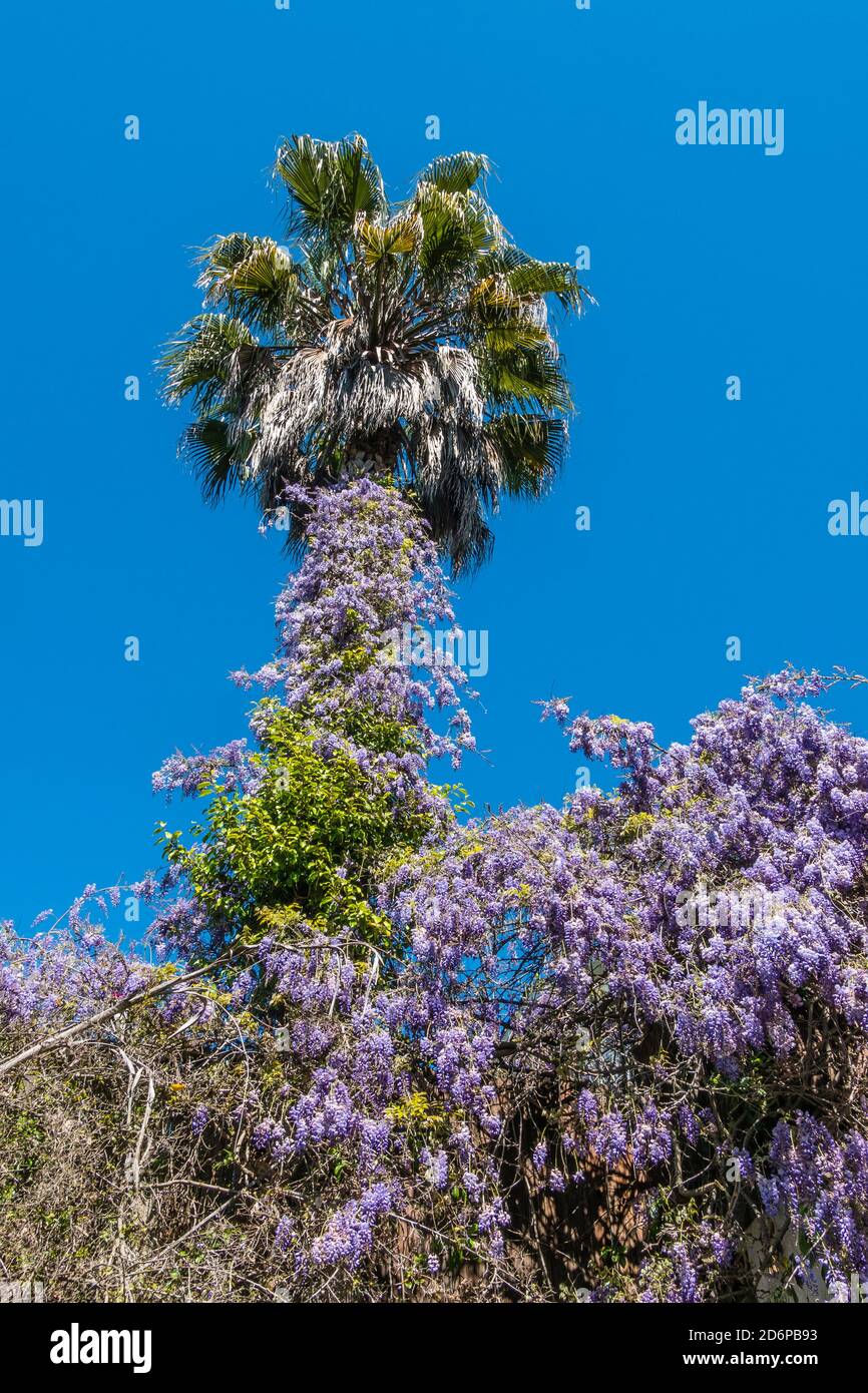 A fast growing Wisteria climbing vine growing up a palm tree. Stock Photo