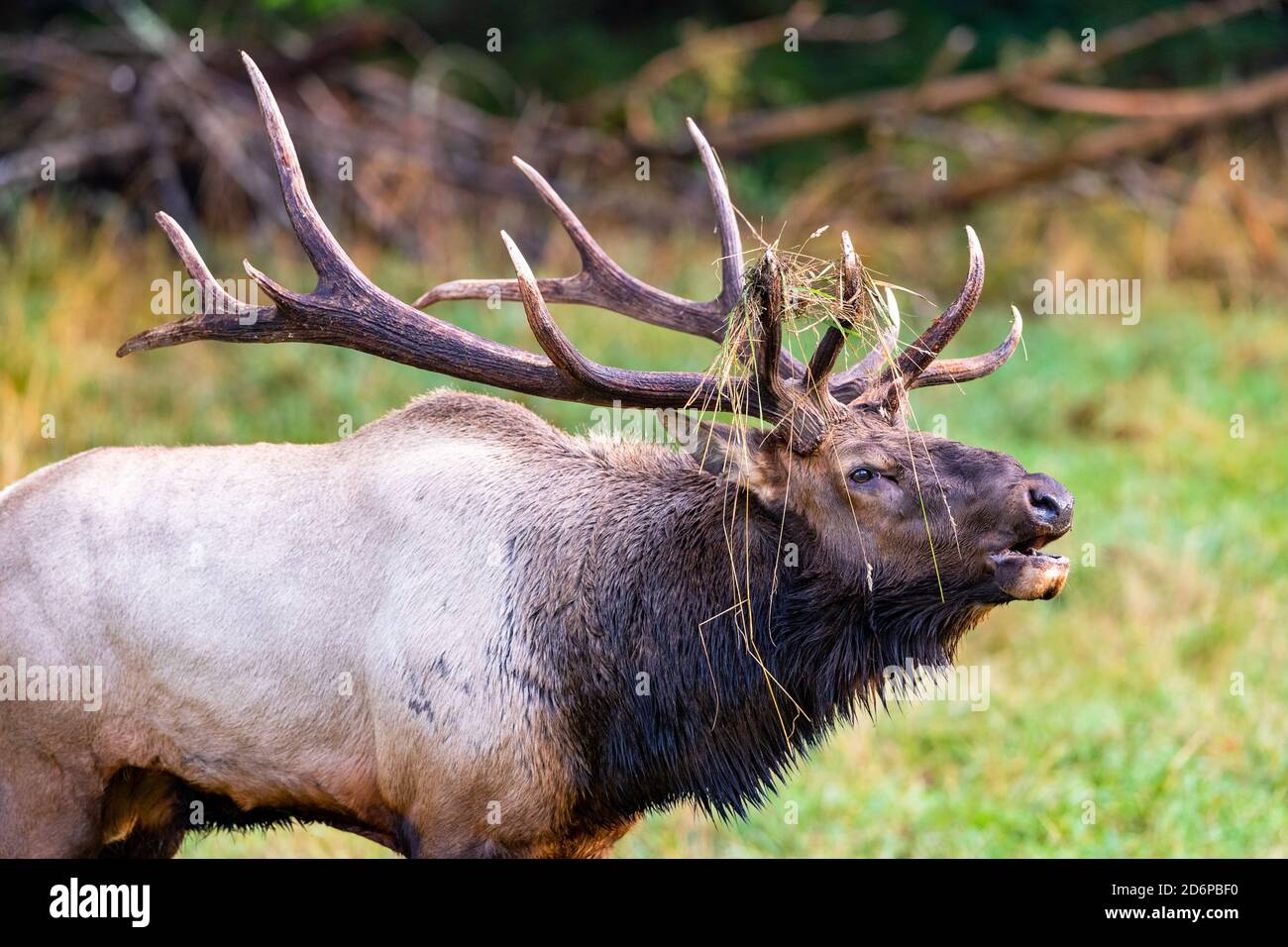 Large male Elk during the rut season in the pacific northwest Stock