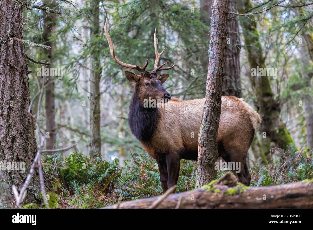 Large male Elk during the rut season in the pacific northwest Stock