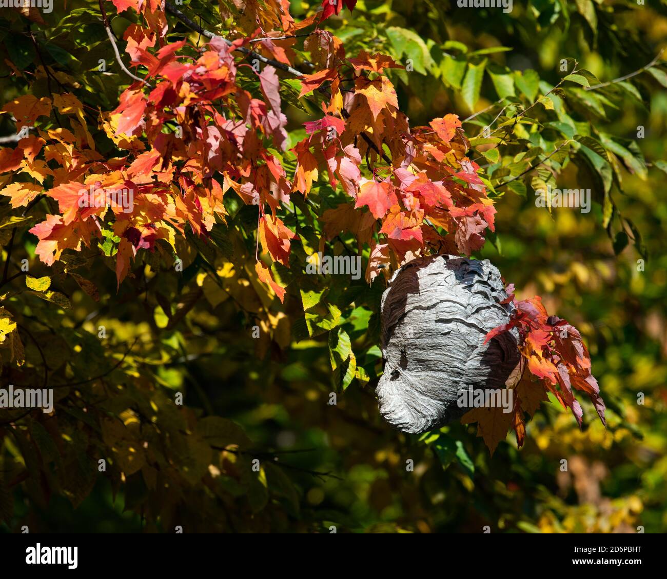 A hornet or wasp nest hanging in a colorful tree in the Adirondack wilderness in autumn. Stock Photo