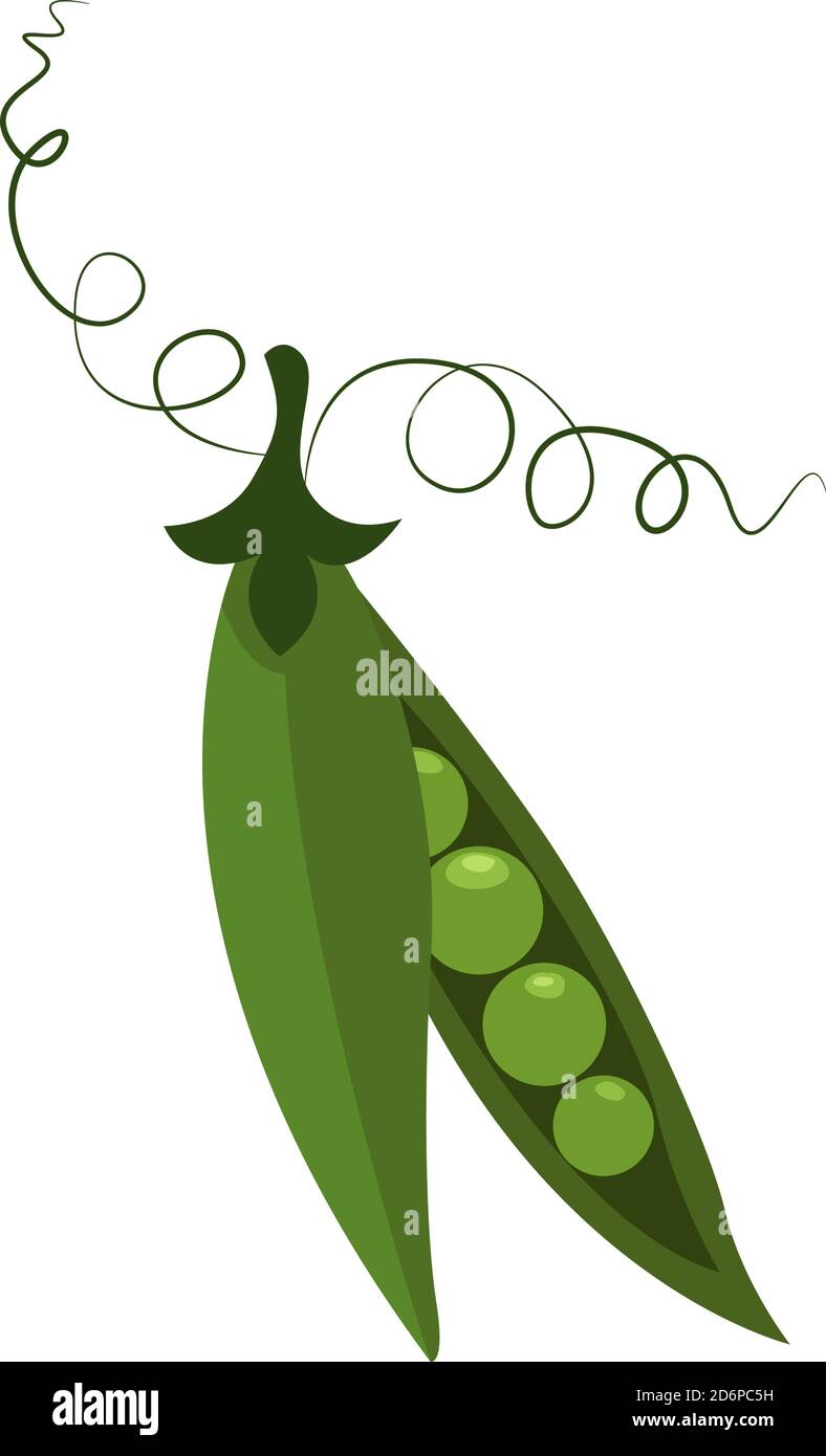 Green pea pod, illustration, vector on white background. Stock Vector