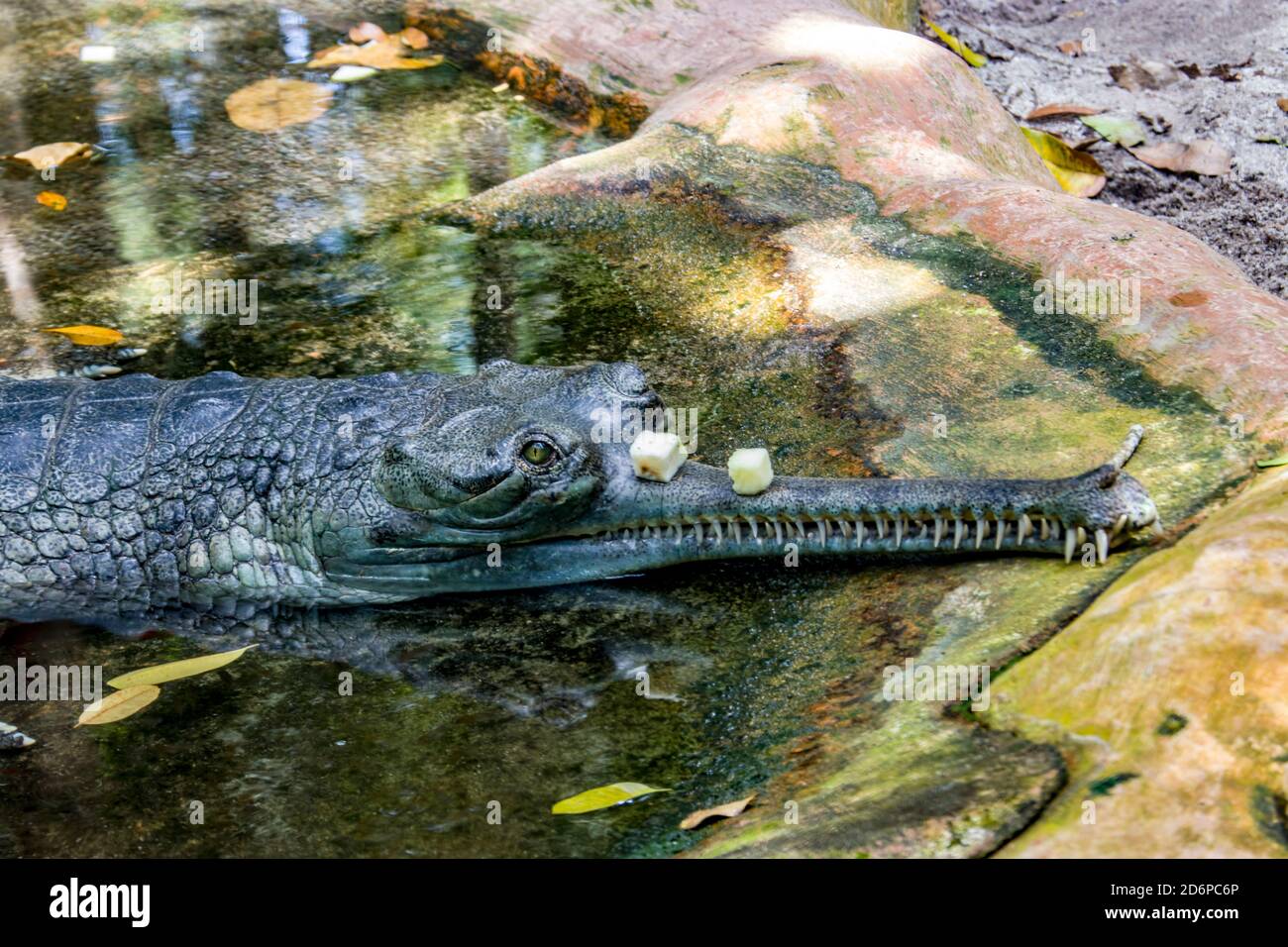 The gharial (Gavialis gangeticus) rests by the pond with apple on the  mouth. It is a crocodilian in the family Gavialidae, native to sandy  freshwater Stock Photo - Alamy