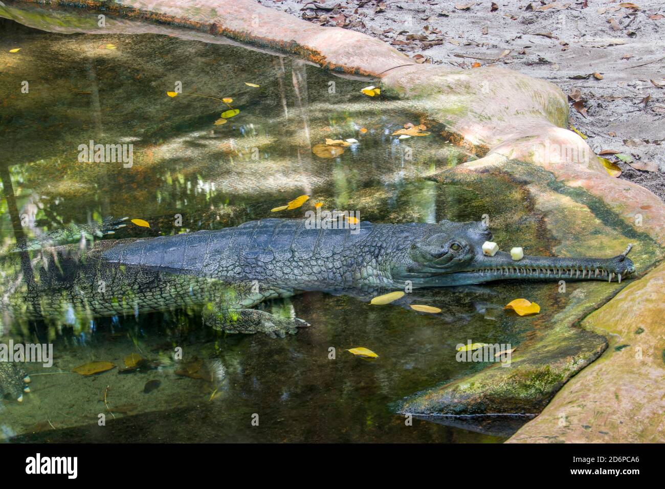The gharial (Gavialis gangeticus) rests by the pond with apple on the mouth. It is a crocodilian in the family Gavialidae, native to sandy freshwater Stock Photo