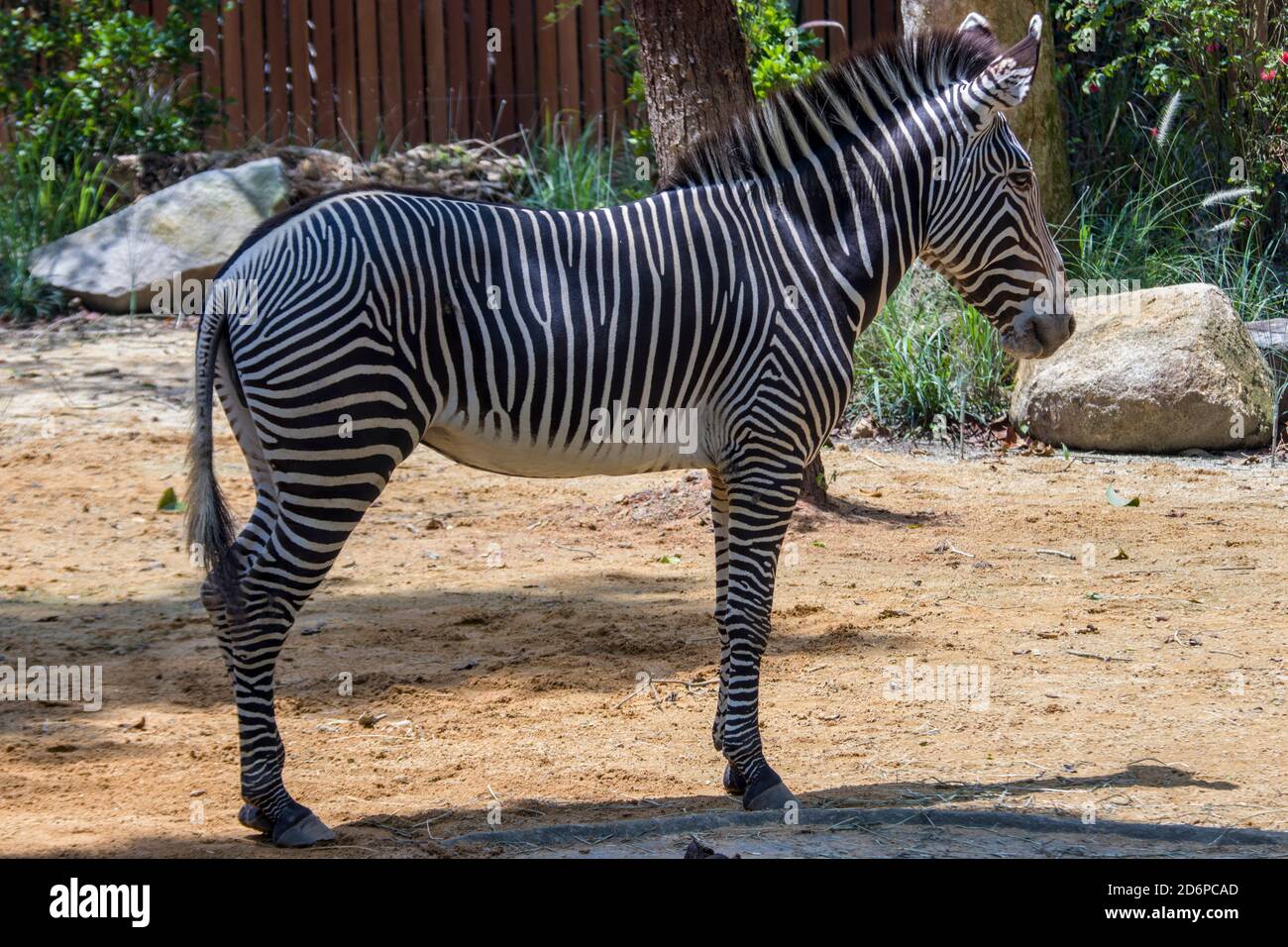 The Grevy's zebra  is the largest living wild equid and the largest and most threatened of the three species of zebra, Stock Photo