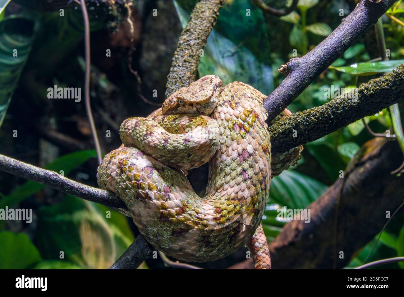 eyelash viper (Bothriechis schlegelii) is  a species of venomous pit viper in the family Viperidae. The species is native to Central and South America Stock Photo