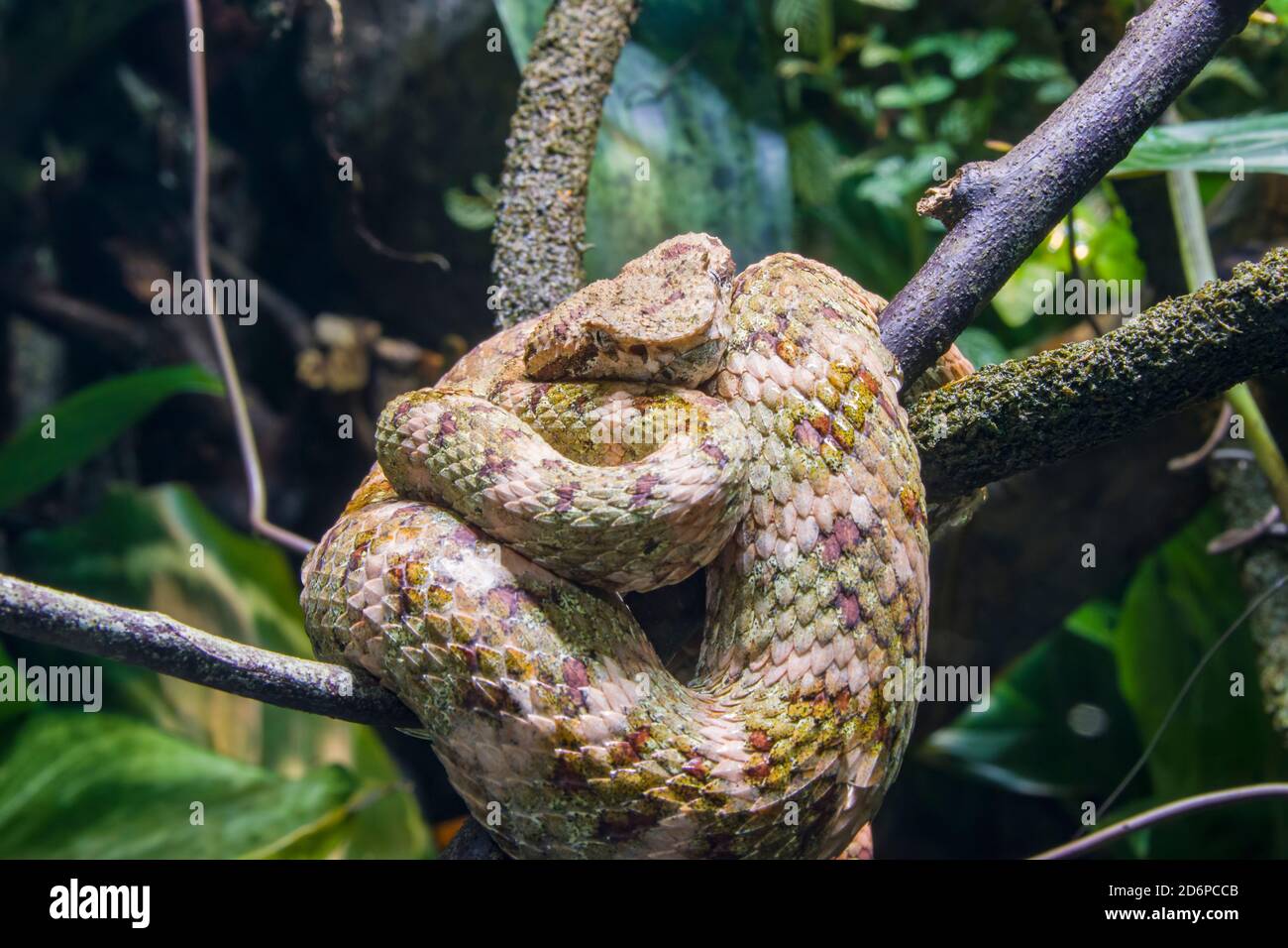 eyelash viper (Bothriechis schlegelii) is  a species of venomous pit viper in the family Viperidae. The species is native to Central and South America Stock Photo