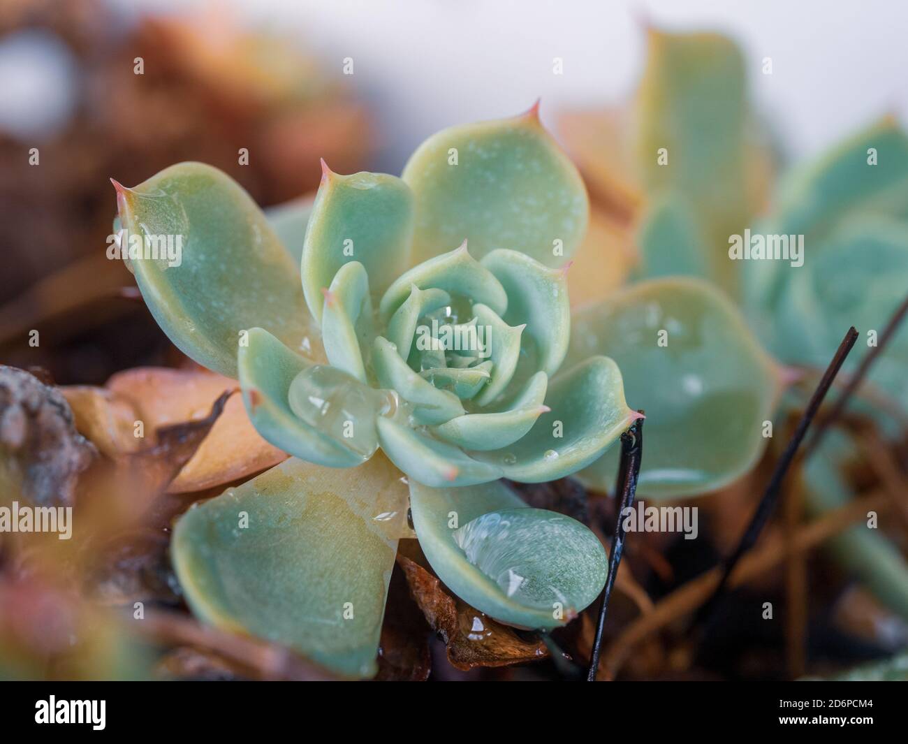 A small blue green rosette shaped young succulent plant, Echeveria, covered  in large water droplets Stock Photo - Alamy