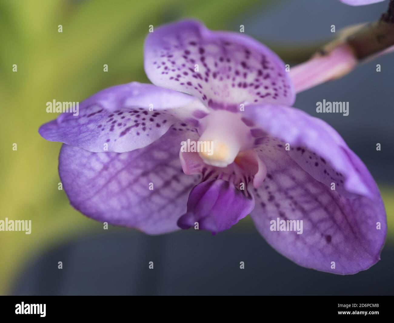 closeup of gorgeous Blue Vanda Orchid coming into full bloom Stock Photo