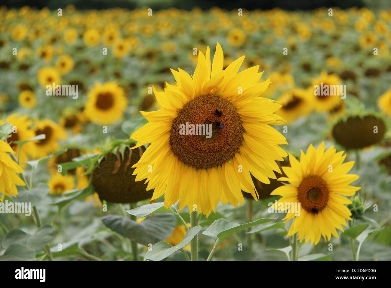 Beautiful field of sunflowers Stock Photo - Alamy