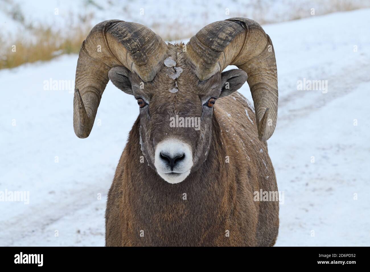 A close up portrait image of a rocky mountain Bighorn Sheep 'Orvis canadensis', walking on a rural road in the foothills of the rocky mountains in Alb Stock Photo