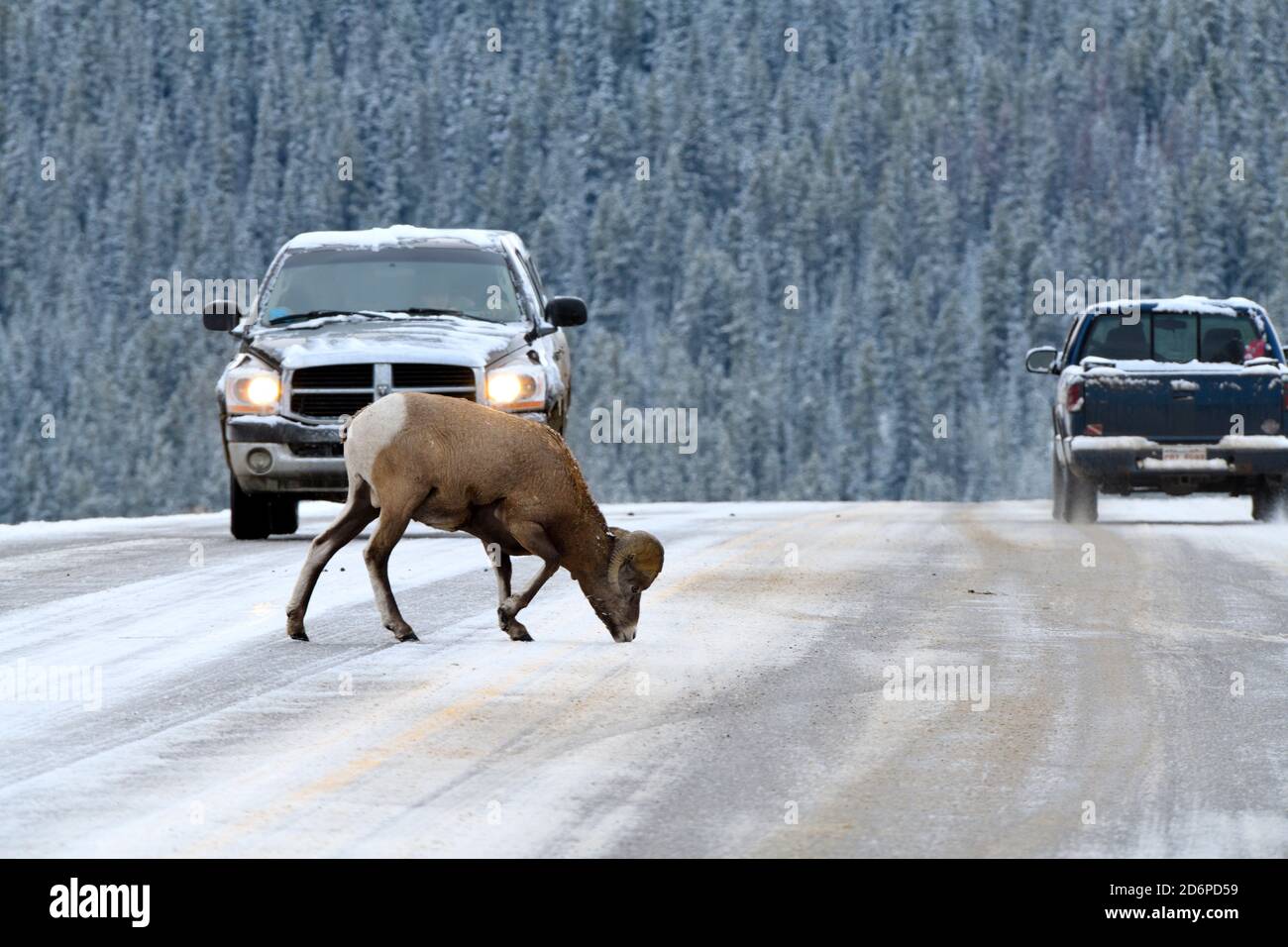 A male Bighorn Sheep 'Orvis canadensis', on a rural road licking salt mineral at the top of a hill in the foothills of the rocky mountains Stock Photo