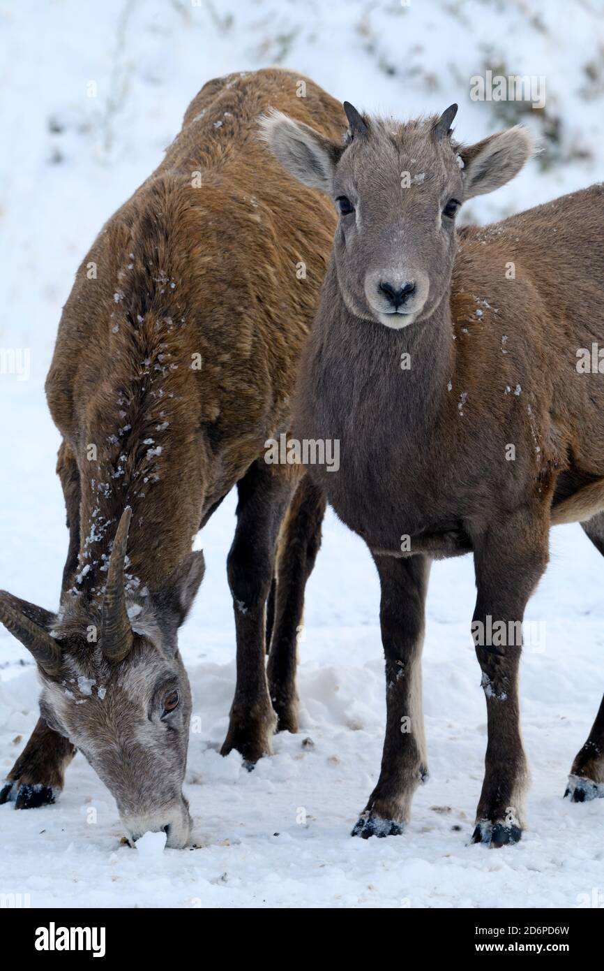 A mother and baby sheep 'Ovis canadensis', on a snow covered road licking the salt mineral that is spread to clean the road surface of snow Stock Photo