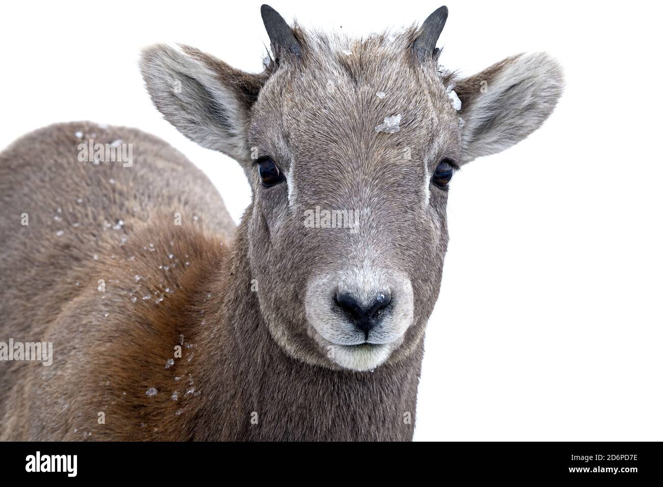 A close up portrait image of a young rocky mountain Bighorn Sheep 'Orvis canadensis', in the foothills of the rocky mountains in Alberta Canada Stock Photo