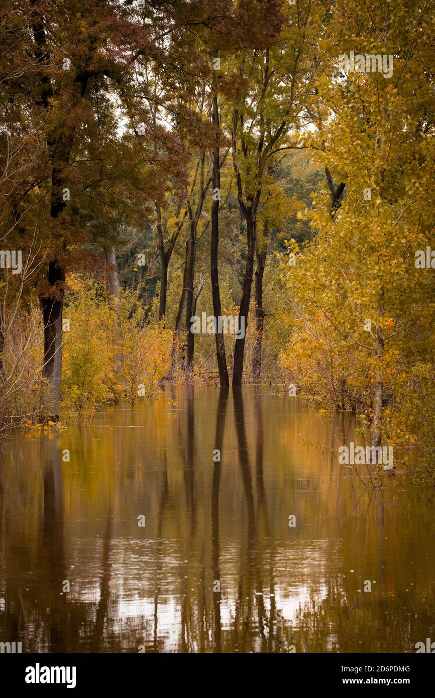 Vertical shot of an autumn pond scenery with yellow trees reflecting on ...