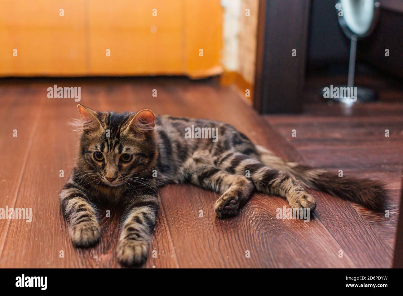 Cute charcoal bengal kitty cat laying on the floor at home Stock Photo ...