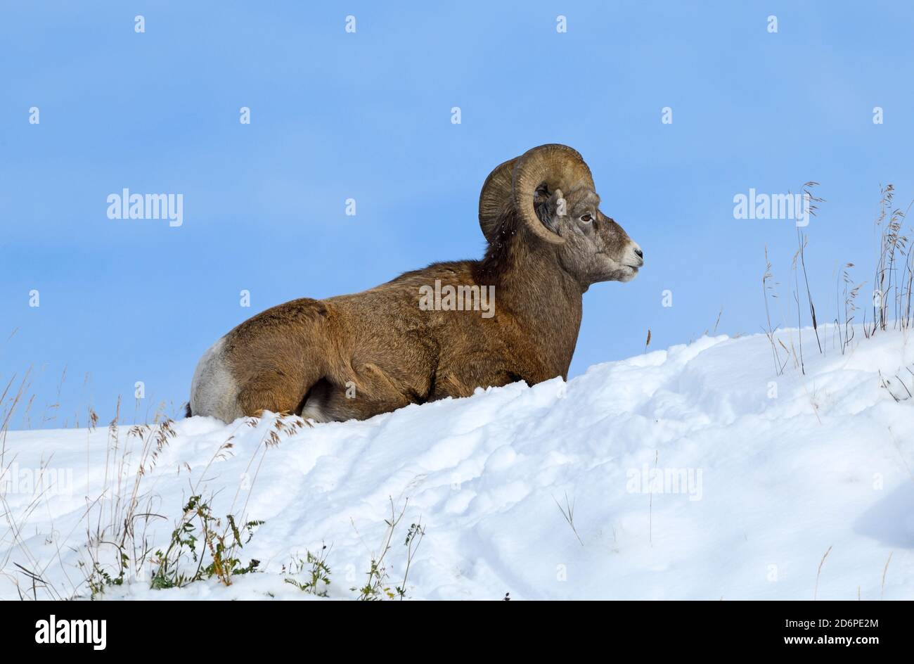 A male Bighorn Sheep 'Orvis canadensis', laying in the fresh snow at the top of a hill in the foothills of the rocky mountains in Alberta Canada Stock Photo