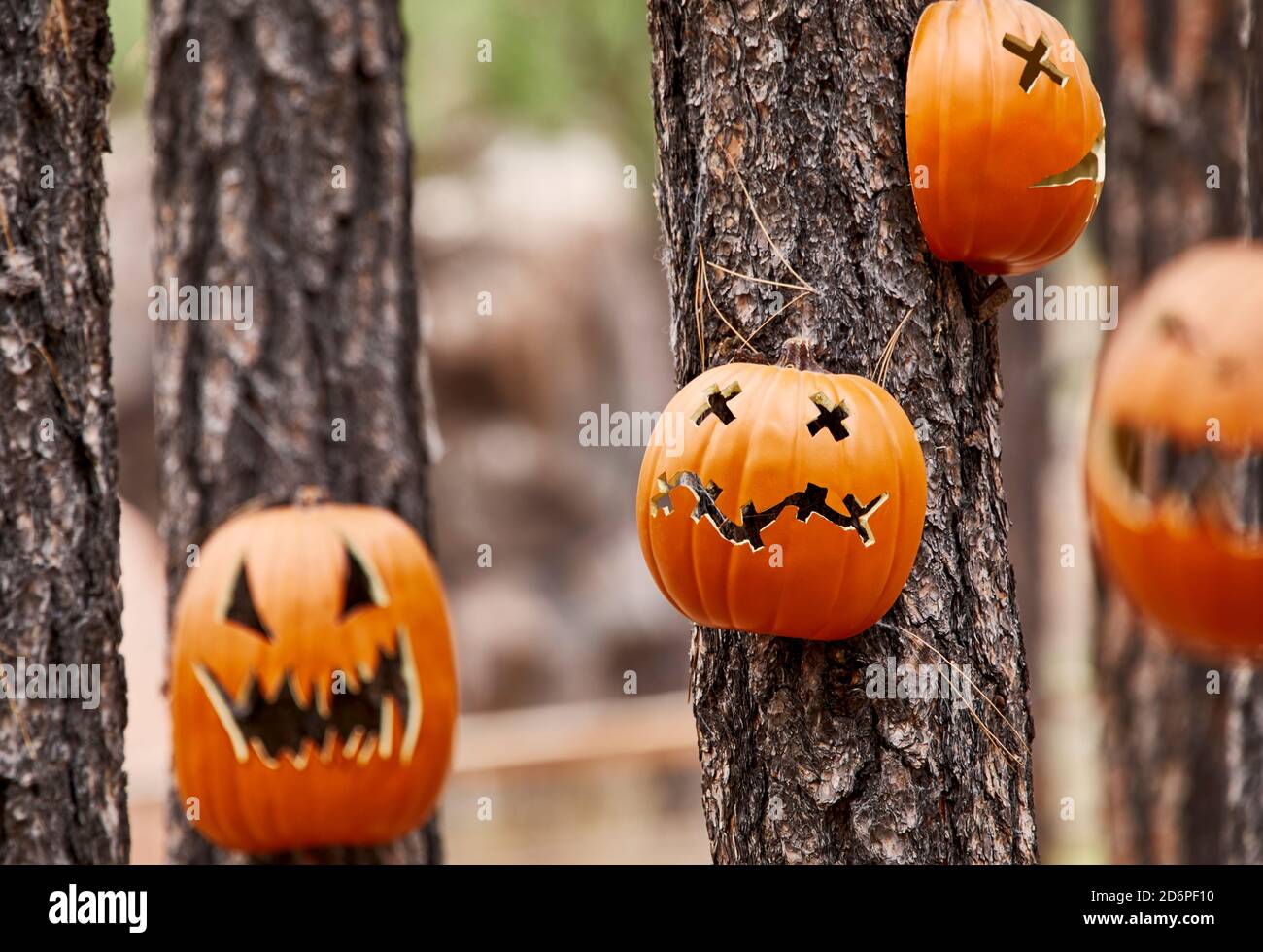 Carved Pumpkin faces on pine trees in a forest with shallow depth of field Stock Photo