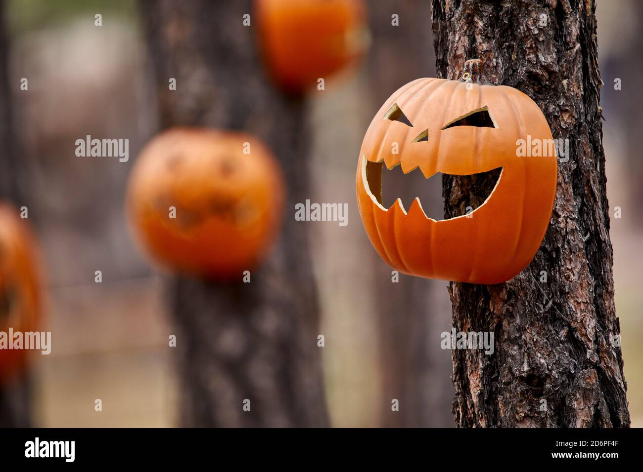 Carved Pumpkin faces on pine trees in a forest with shallow depth of field Stock Photo