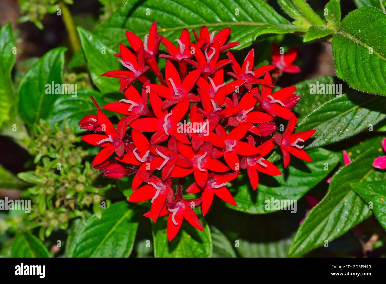 Egyptian Star Cluster flowers (Pentas lanceolata). These annual flowers are popular in ornamental gardens and come in a variety of colors. Stock Photo