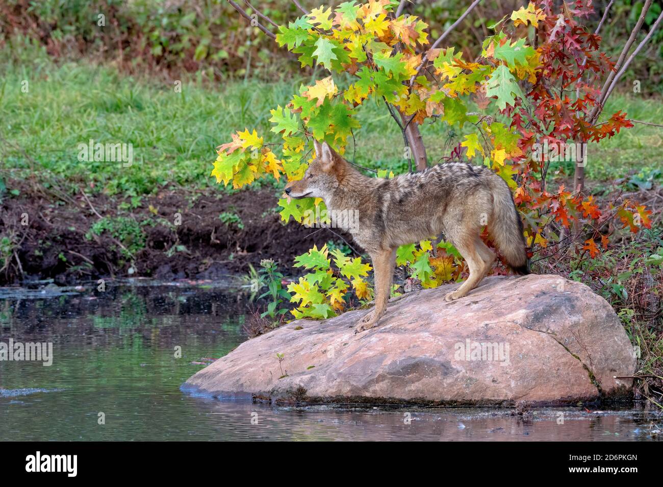 Coyote standing on a Boulder near Water in Autumn Stock Photo