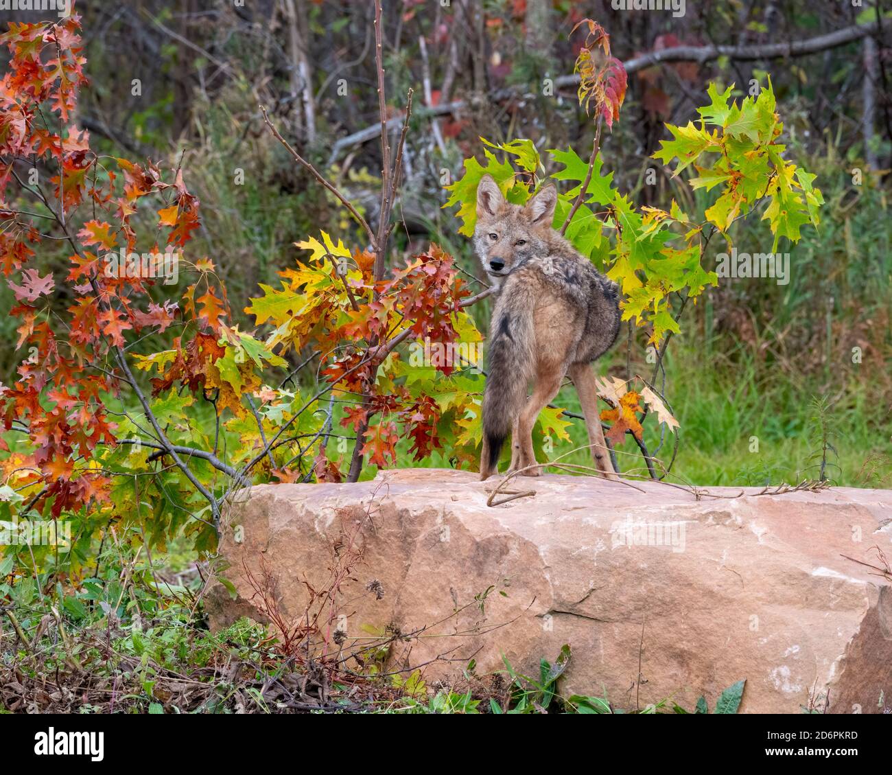 Coyote Perched on a Boulder Glancing over Shoulder Stock Photo