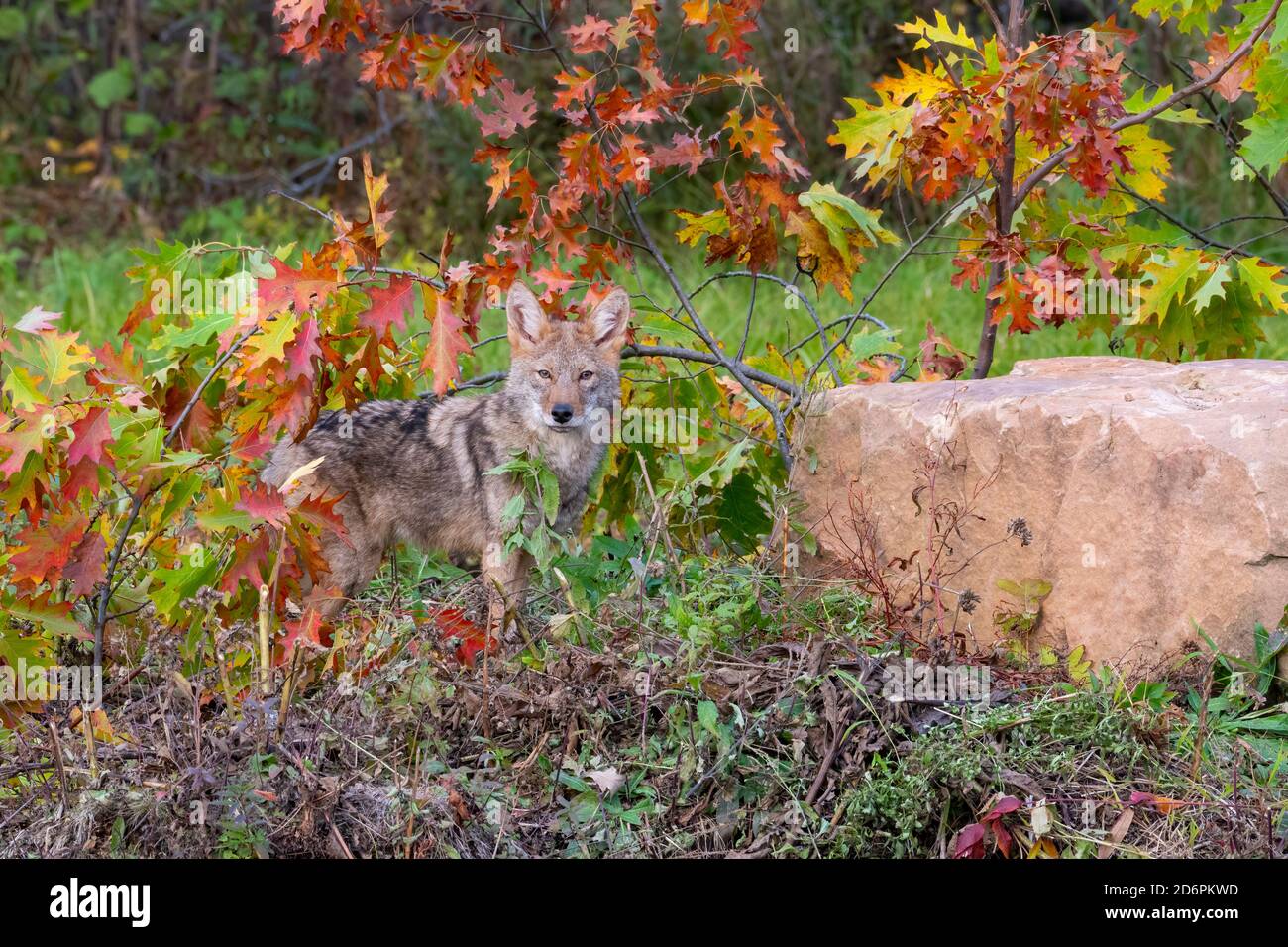 Coyote in the Woods with Autumn Colors Stock Photo