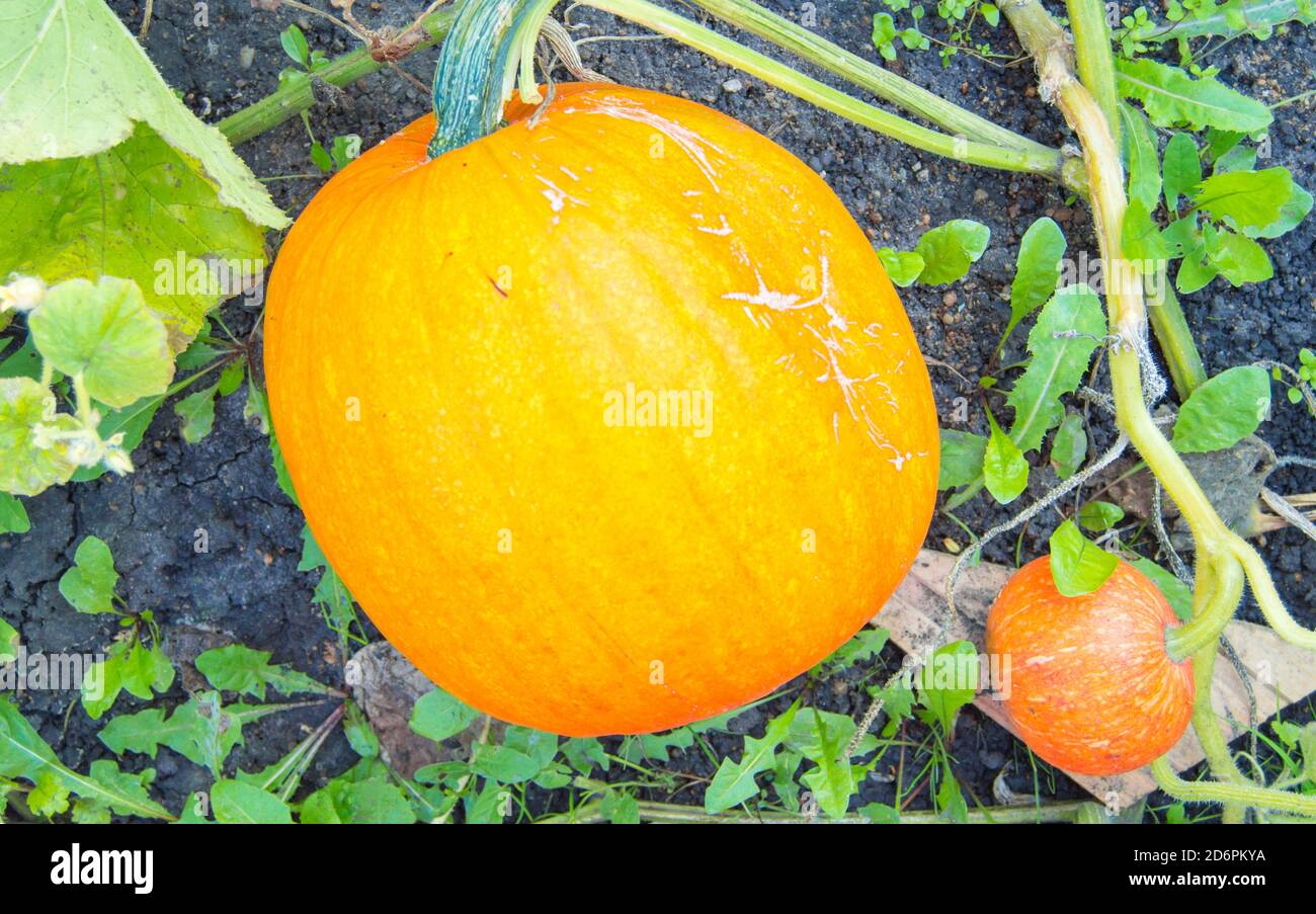 Large orange pumpkin on a bed in the grass, pumpkins on a pumpkin patch ...
