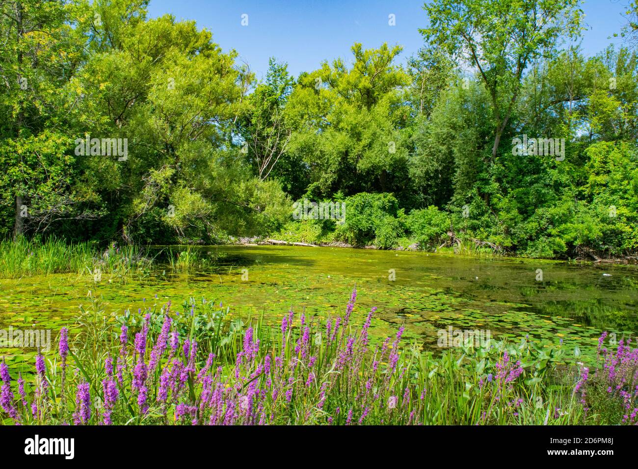 Pond at the start of the Soulange Canal. Stock Photo