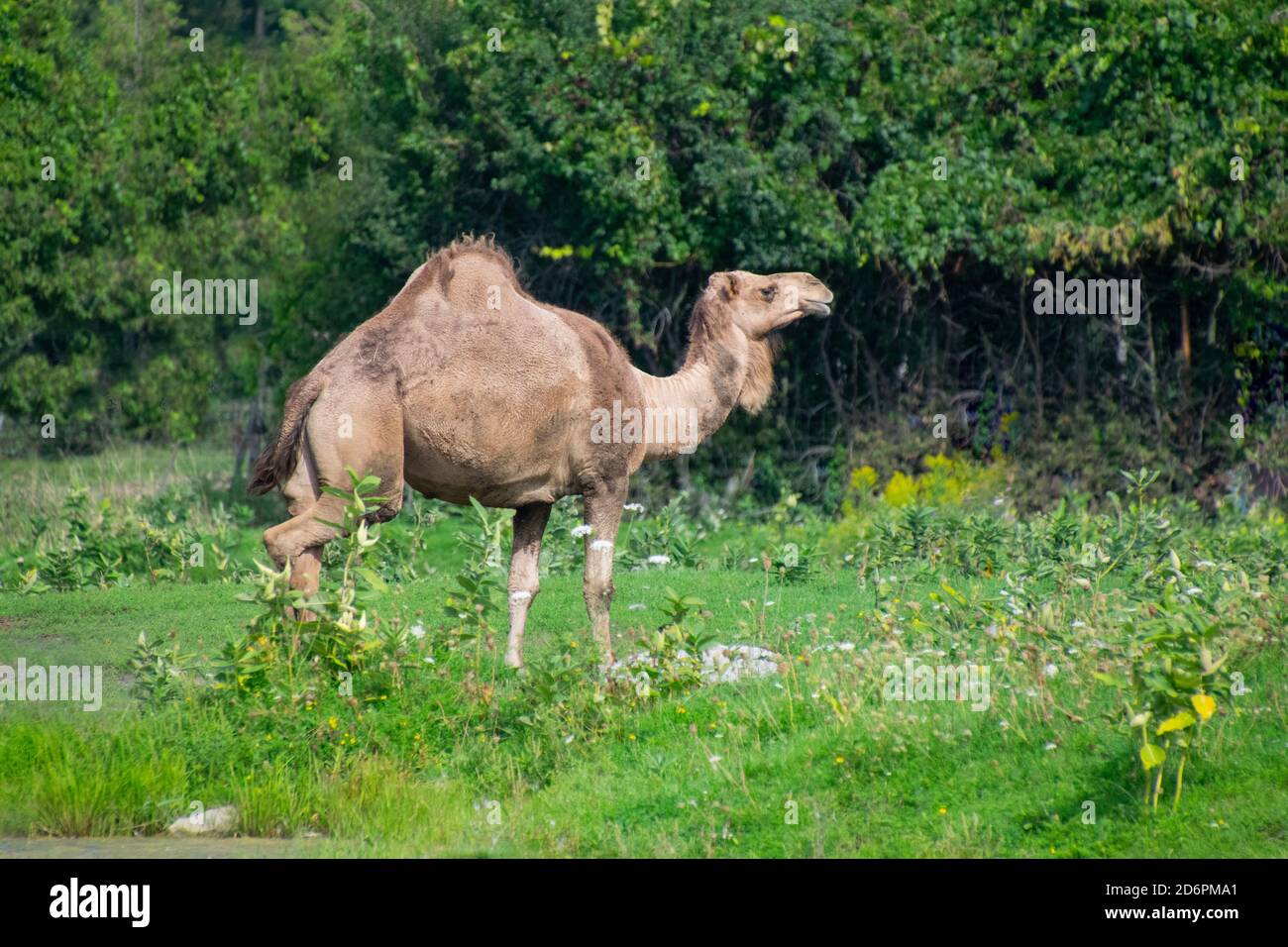 An Arabian Camel. Stock Photo