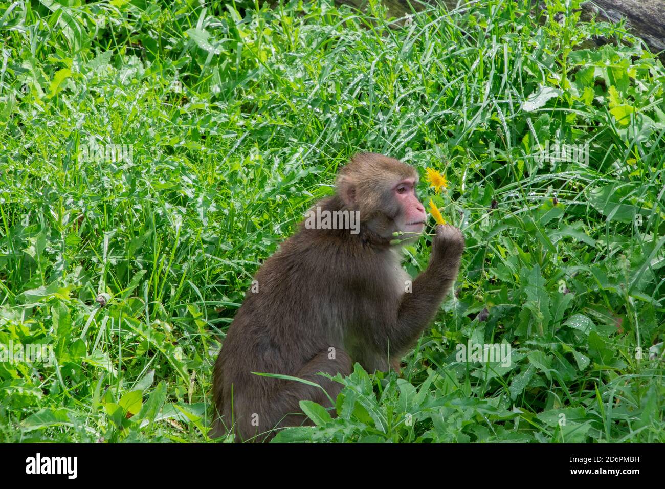 A Japanese Macaque eating a Dandelion bud. Stock Photo