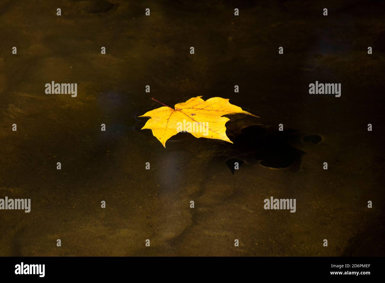 A Maple Leaf floating in a stream. Stock Photo