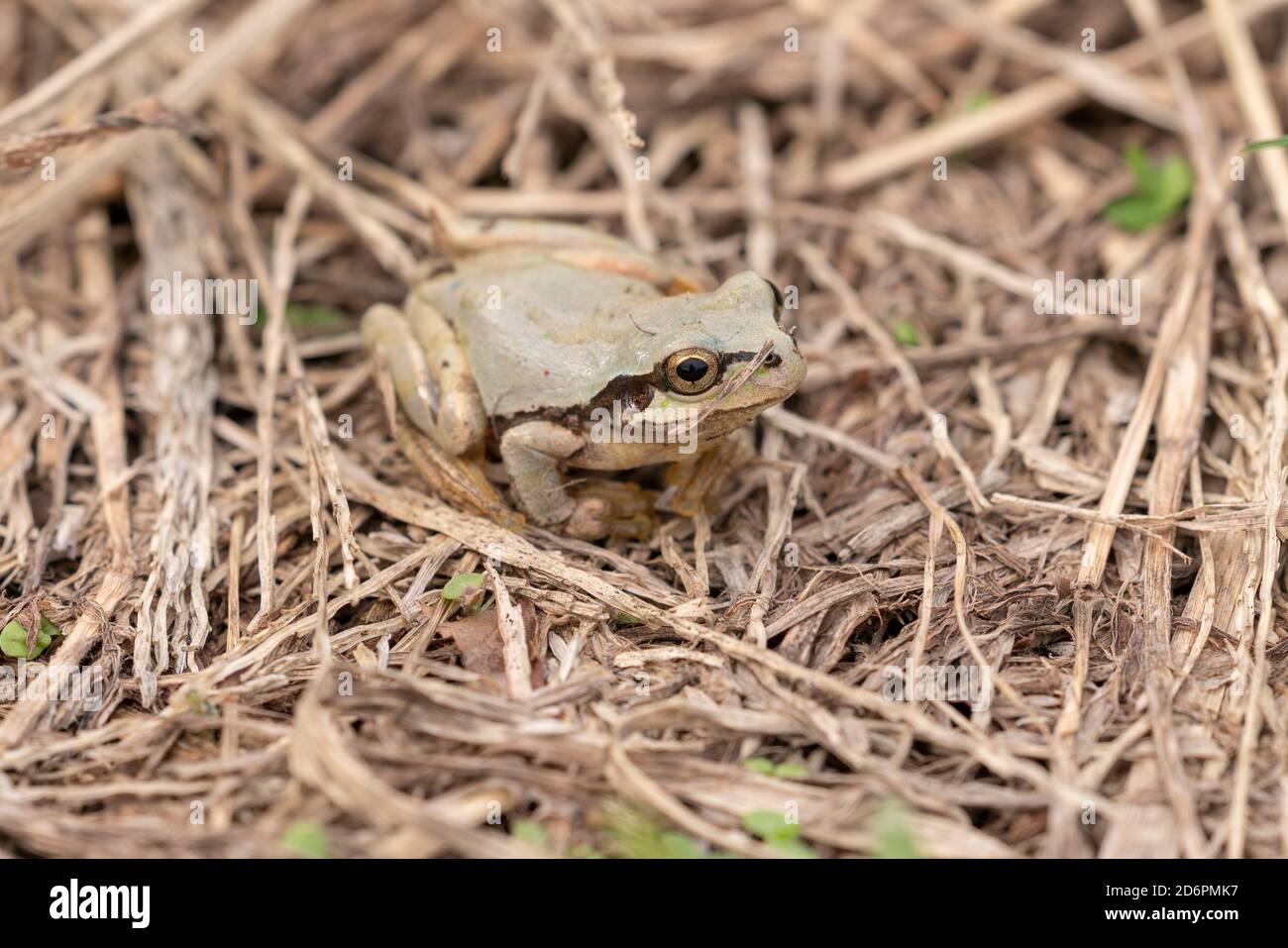 Japanese tree frog (Dryophytes japonicus) in brown color, Isehara City
