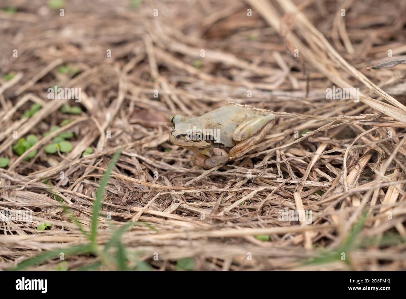 Japanese tree frog (Dryophytes japonicus) in brown color, Isehara City