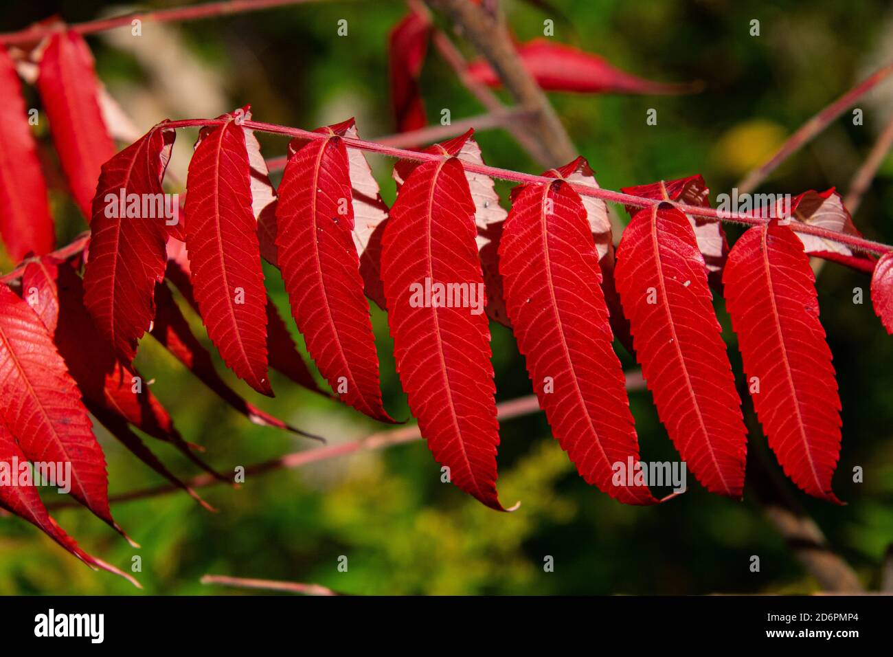 Sumac leaves in the autumn. Stock Photo