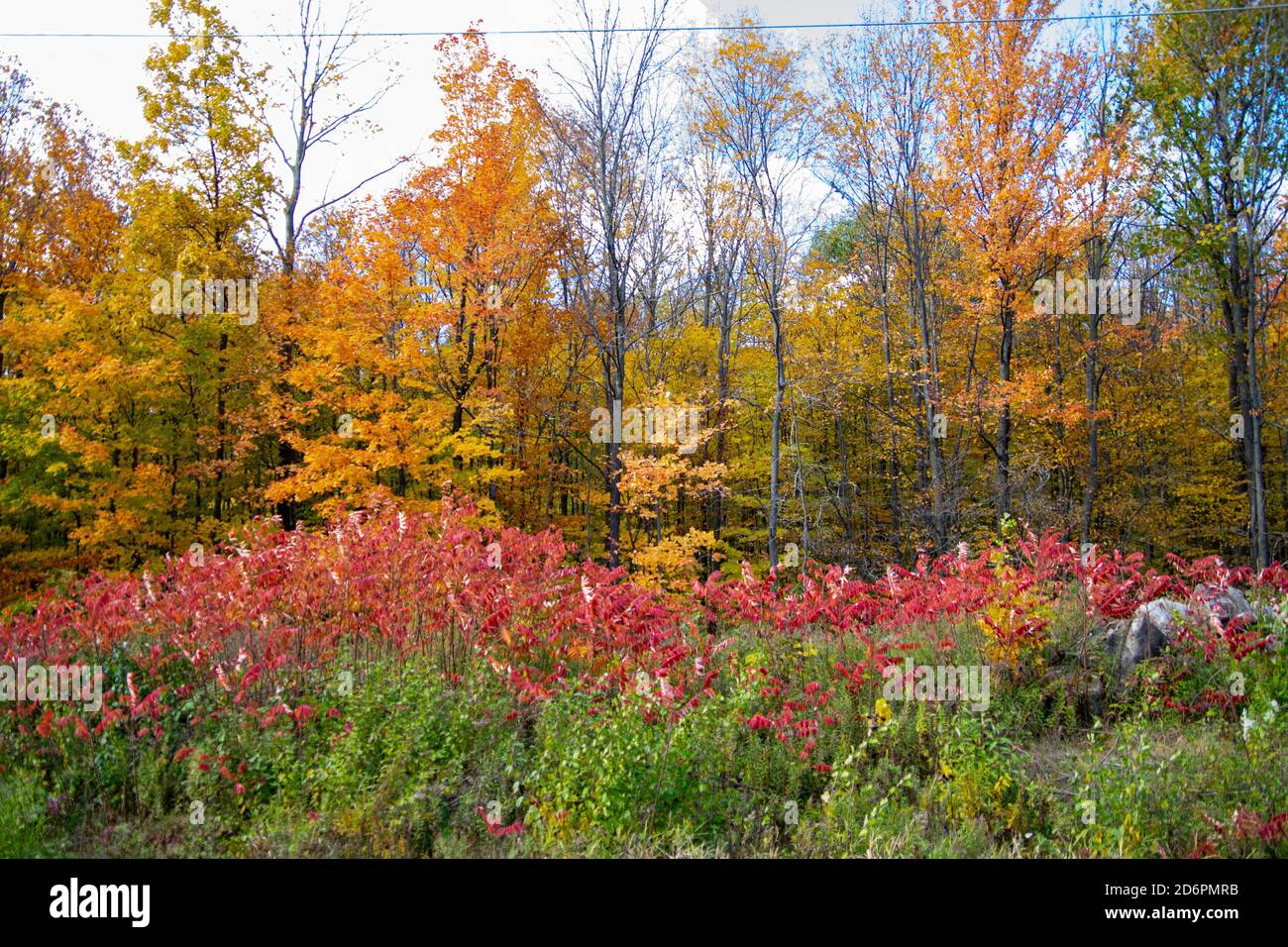 A view of fall foliage on Ile Perrot. Stock Photo