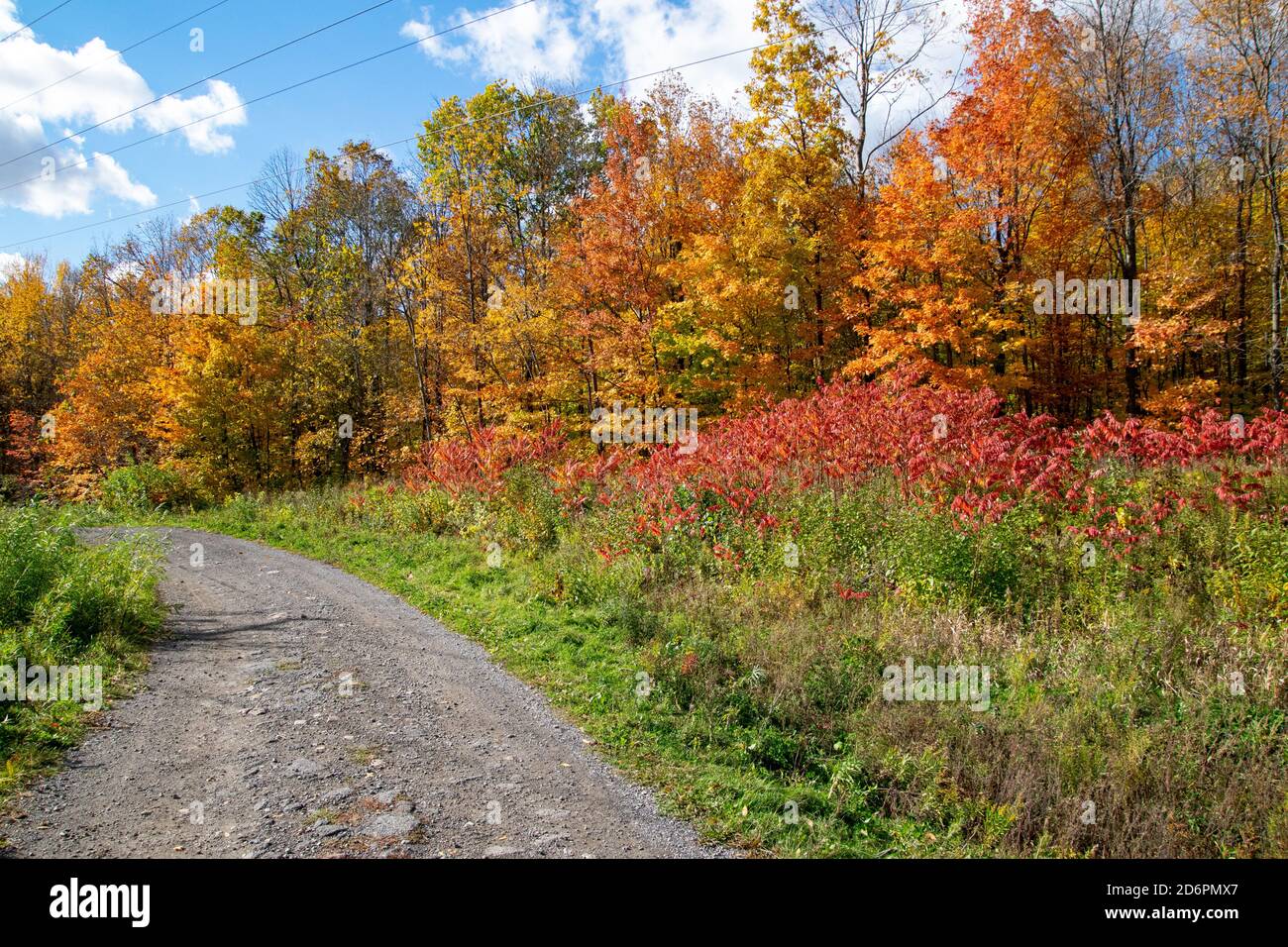A country road in autumn. Stock Photo