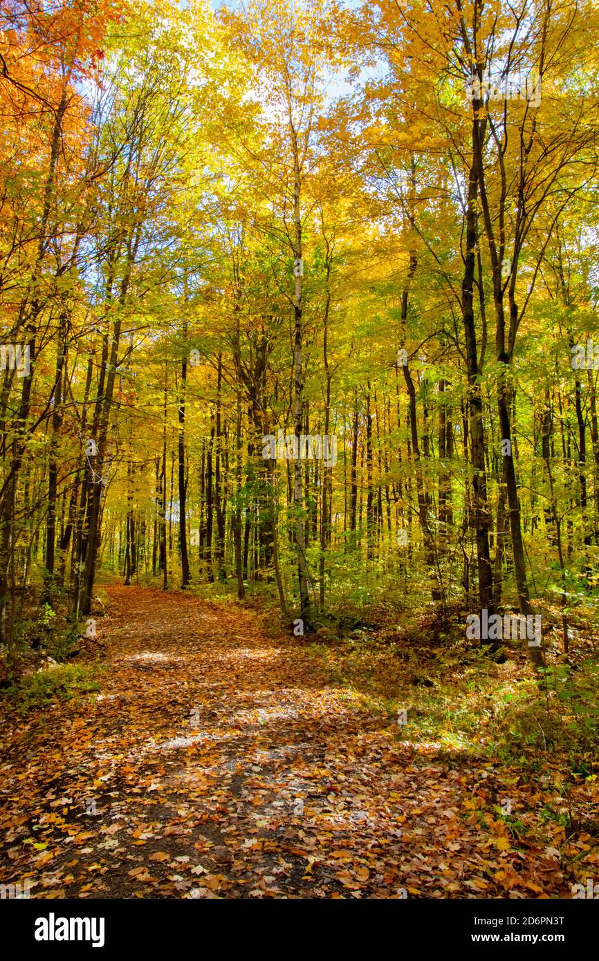 A forest trail in autumn Stock Photo - Alamy