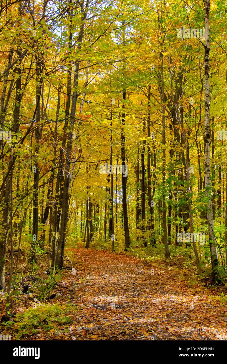 A forest trail in autumn. Stock Photo