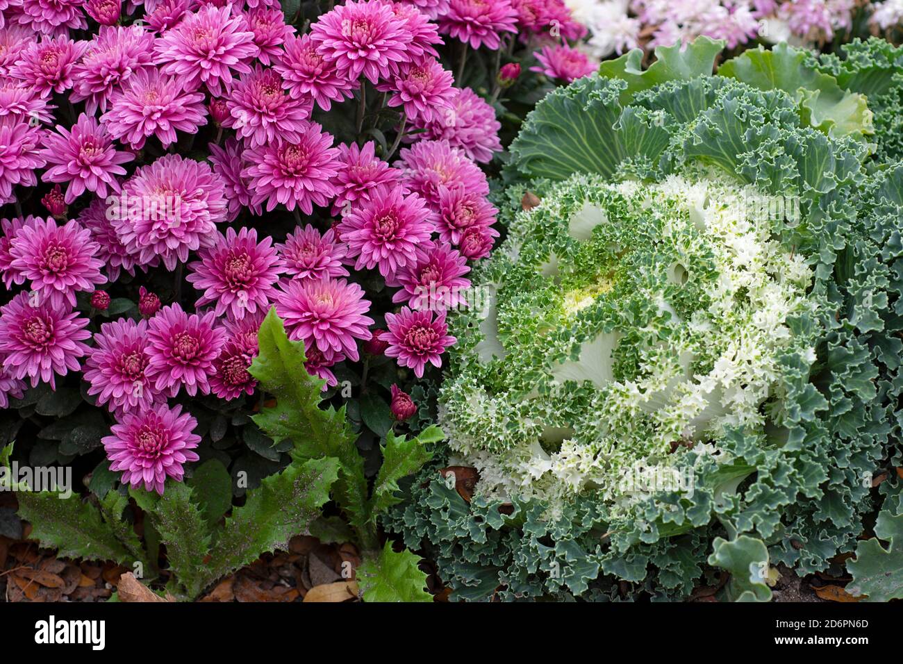 Pink Chyrsanthemum and White Ornamental Flowering Kale Growing in garden, Autumn Flowers, Plants, Perennials Brassica oleracea Stock Photo