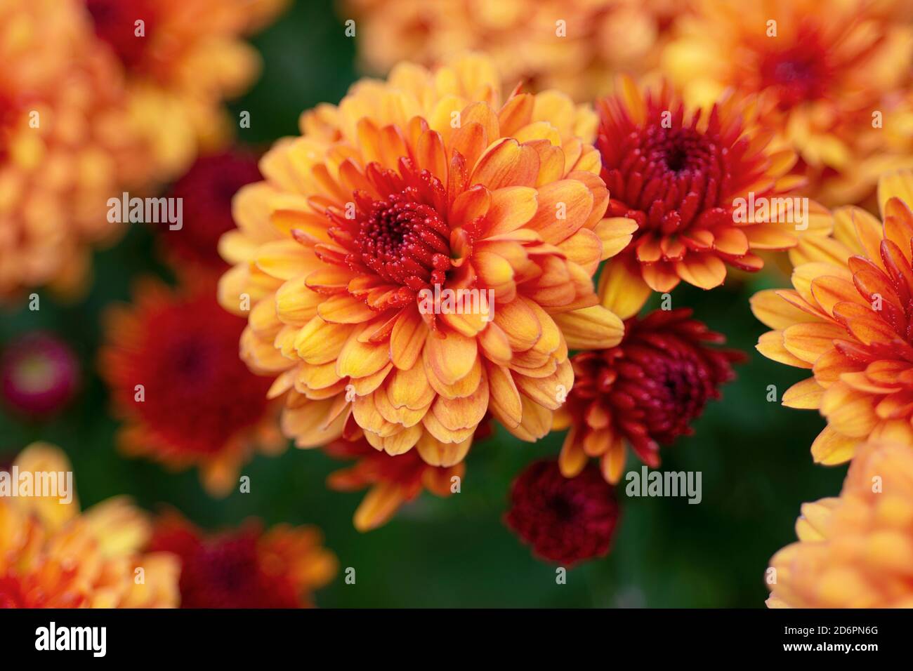 Orange Chrysanthemum Flowers Stock Photo
