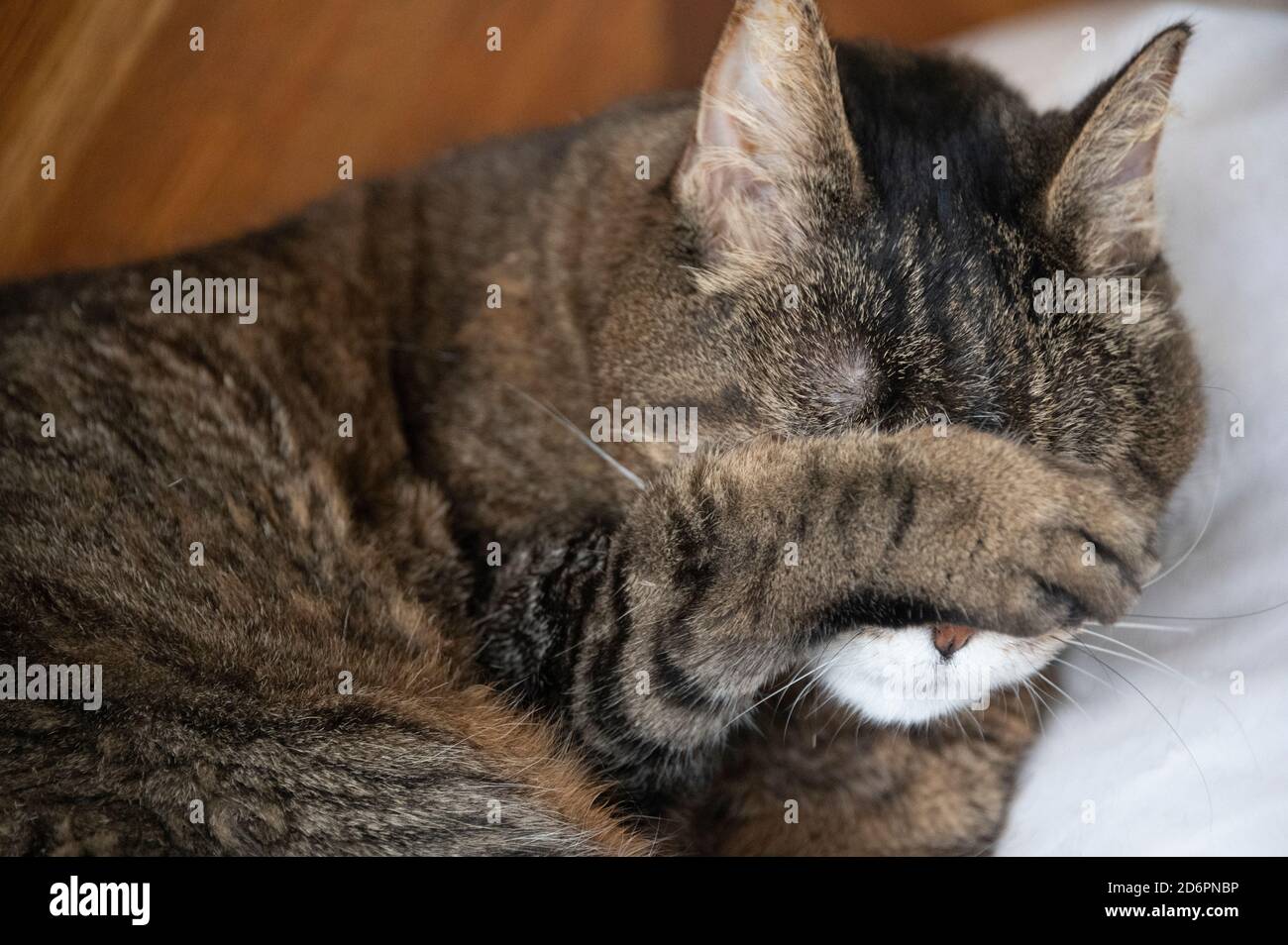 adult tabby cat cleaning face with paw Stock Photo