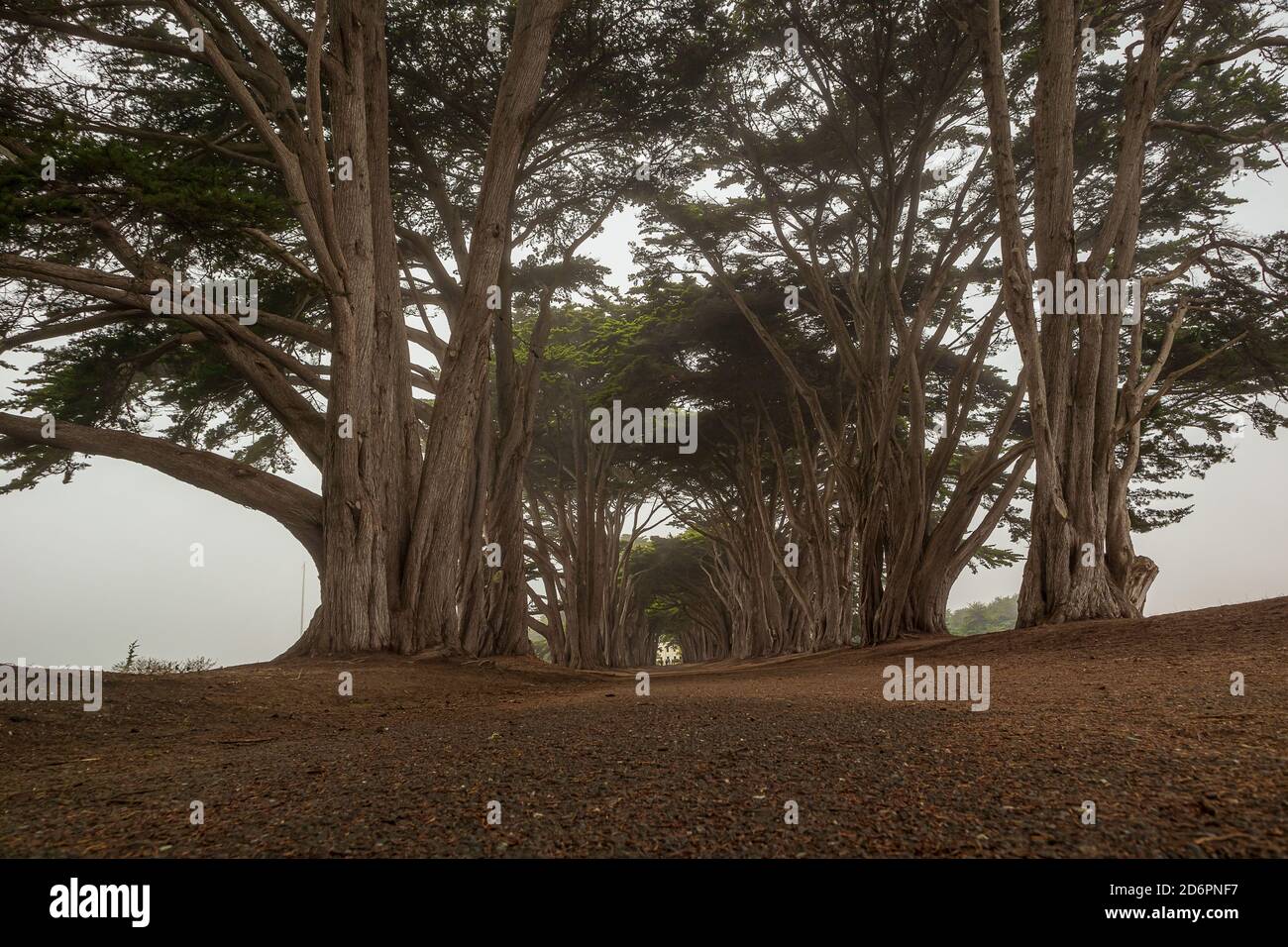 Cypress Tree Tunnel. Point Reyes National Seashore, Marin County