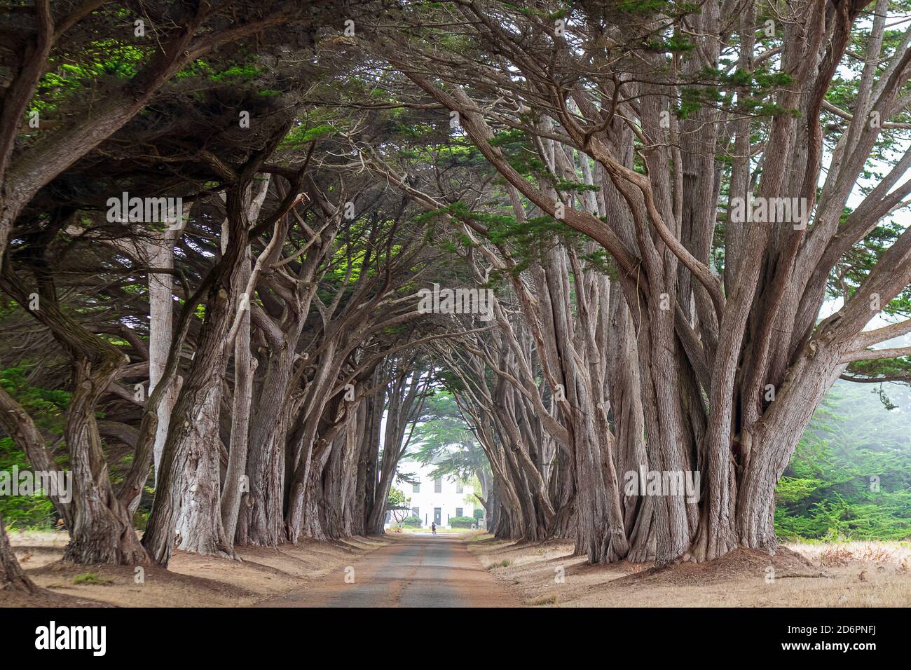 Cypress Tree Tunnel. Point Reyes National Seashore, Marin County