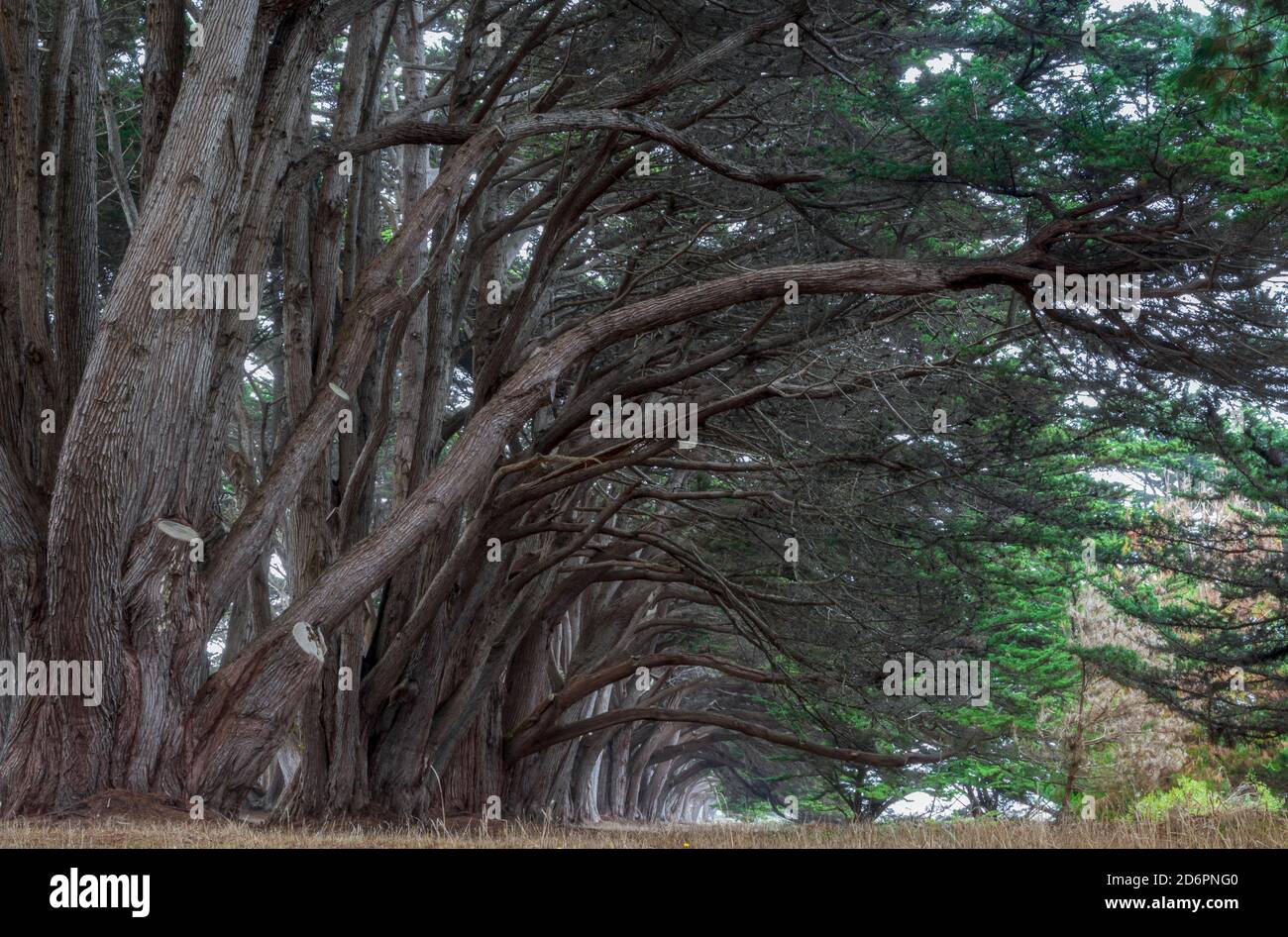 Cypress Tree Tunnel. Point Reyes National Seashore, Marin County, California, on a foggy afternoon Stock Photo