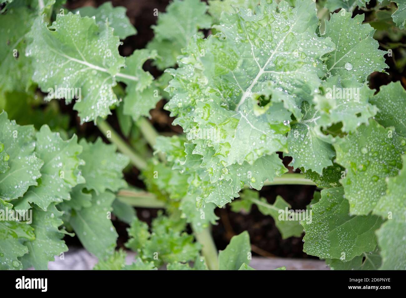 kale growing in a garden Stock Photo