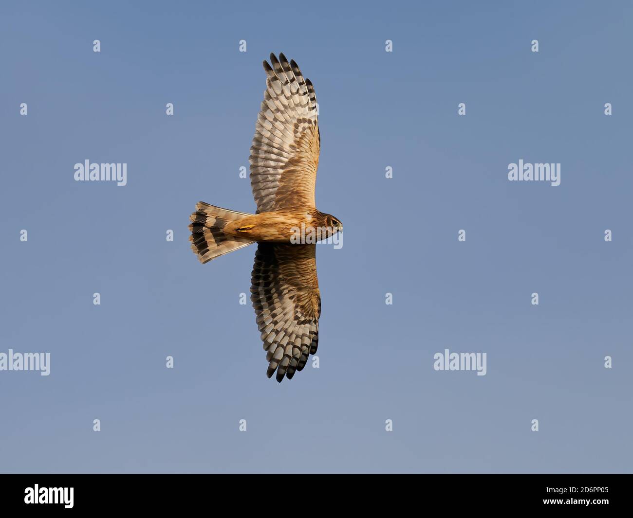 Hen Harrier In Flight High Resolution Stock Photography and Images - Alamy