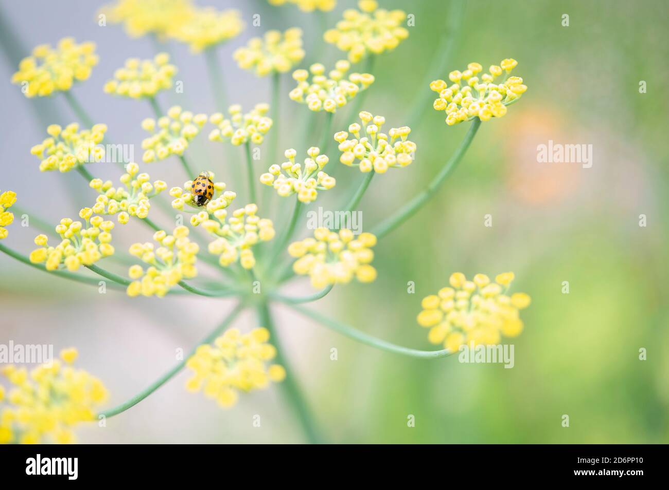 ladybug on fennel flowers Stock Photo